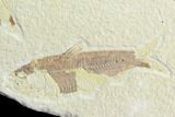 & Knightia Fossil Fish - Wyoming #85512-2